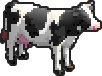 A black and white cow