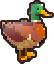 A mallard duck