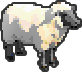 A white sheep